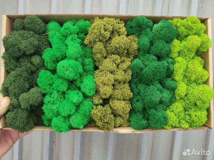 Мох Стабилизированный ягель, кочка, пласт, панно