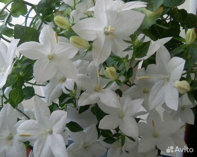 Укорен.черенки кампанул