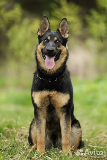 Щенки немецкой овчарки рабочего разведения РКФ