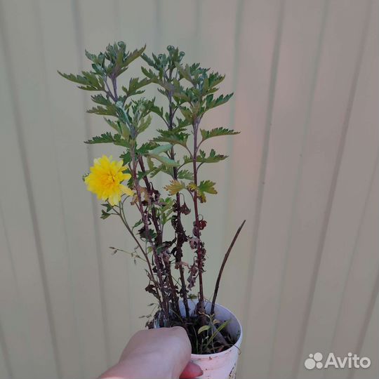 Хризантема мультифлора