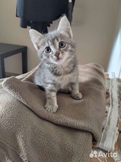 Отдам котенка в добрые руки