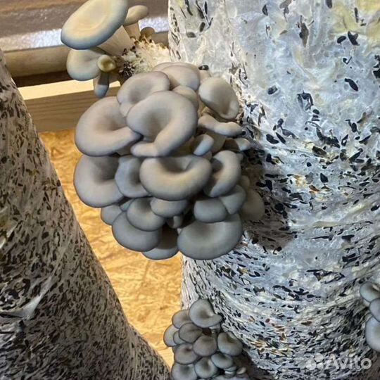 Мицелий вешенки зерновой