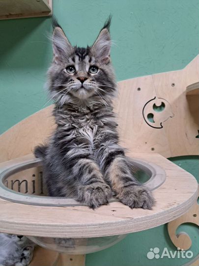 Котята мейн-кун