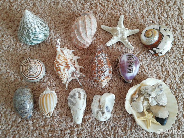 Ракушки