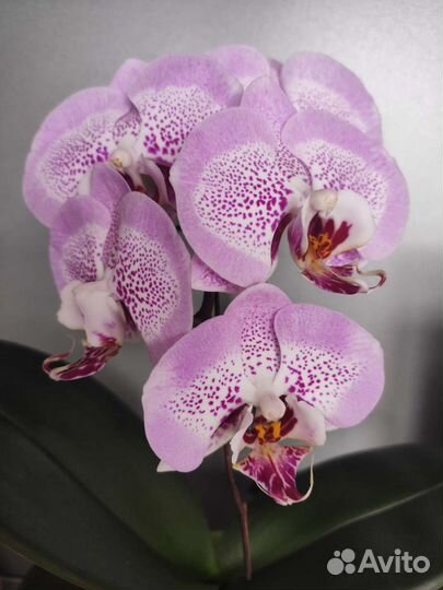 Орхидея Сого Даймонд