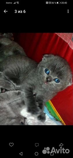 Шотландские вислоухие котята