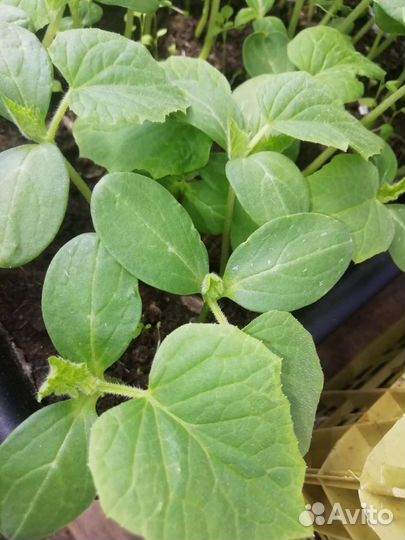 Рассада Огурцов