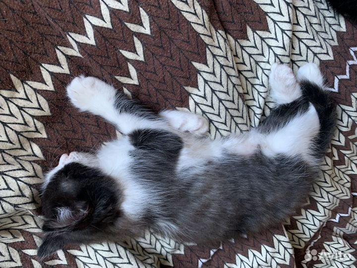 Отдам котят в добрые руки