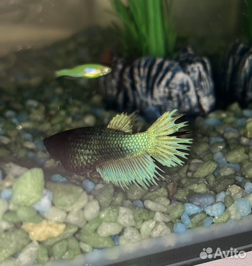 Рыбка петушок самка