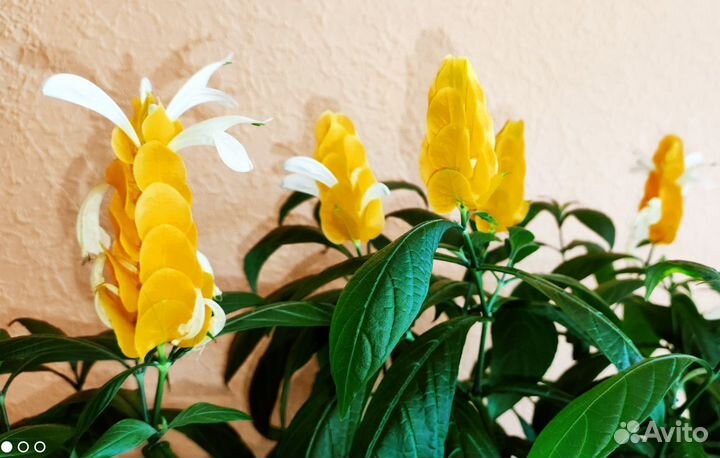 Пахистахис - цветущий экзот от ростков до кустов