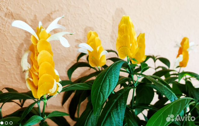 Пахистахис - цветущий экзот от ростков до кустов