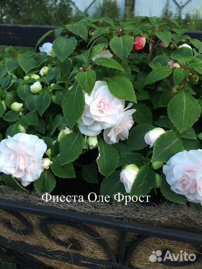 Сортовой бальзамин