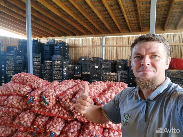 Чеснок сотовой. Чеснок Онлайн