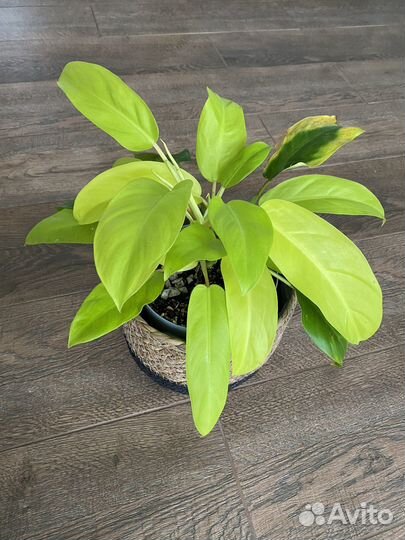 Филодендрон малай голд