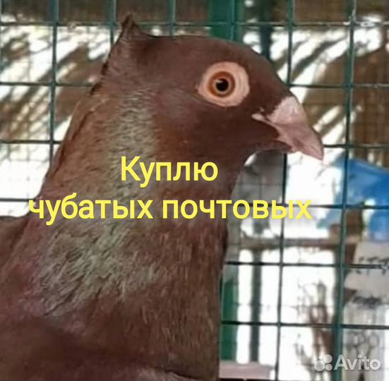 Голуби Чубатые почтовые