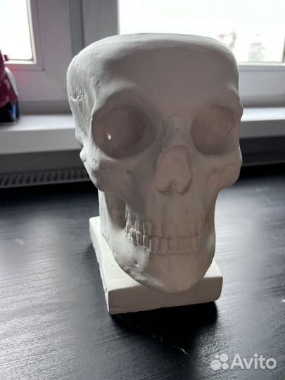 Череп из гипса