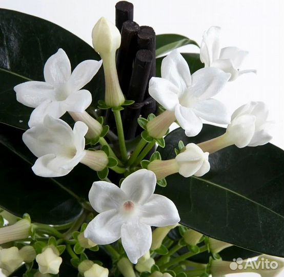 Комнатные растения цветы