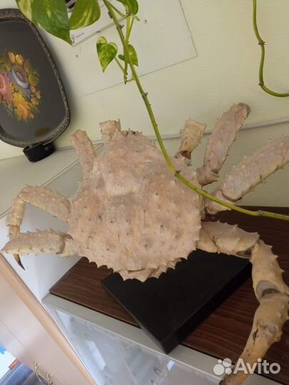 Краб огромный