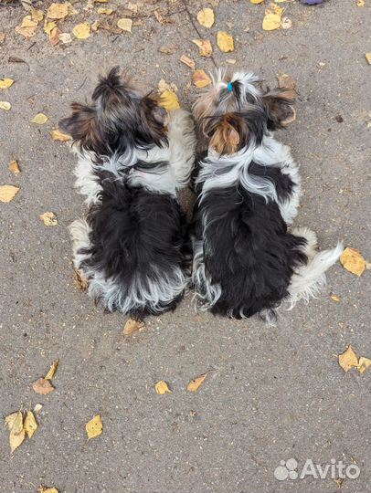 Бивер девочки РКФ