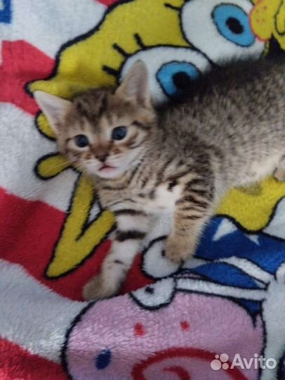 Котята в дар