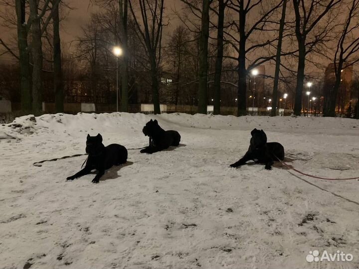 Кинолог, дрессировка, набор в группу