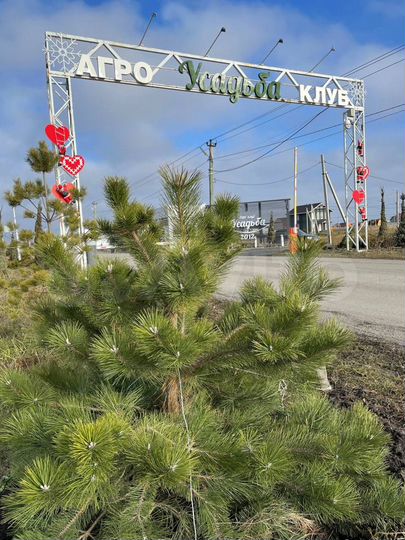 Участок 20 сот. (ИЖС)