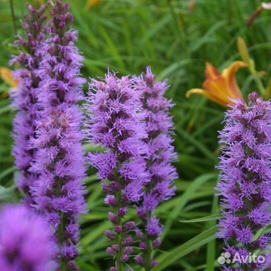 Многолетние растения для сада