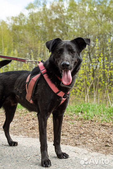 Пёс из приюта ищет дом