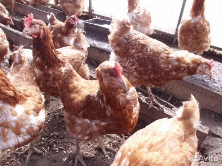 Куры молодки