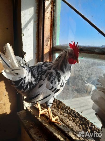 Плимутрок белый.Мехеленская кукушка белая петушки