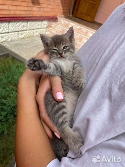 Котики бесплатно