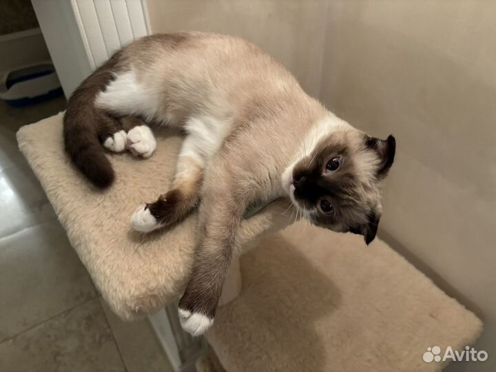 Вислоухая сиамка