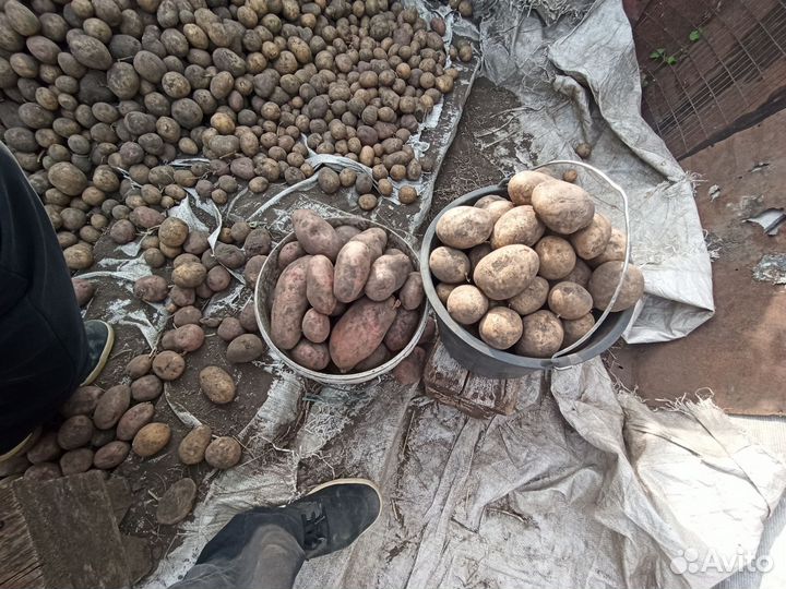 Картофель крупный