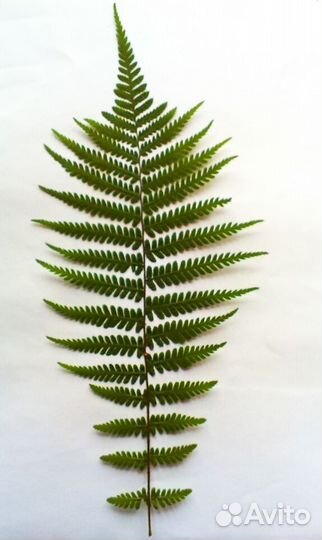 Гербарий папоротник натуральный засушенный 45 см
