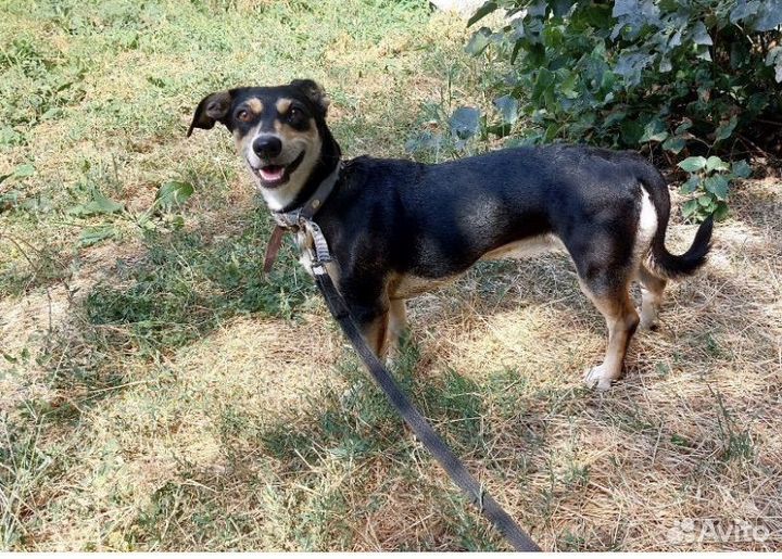 Маленькая собака