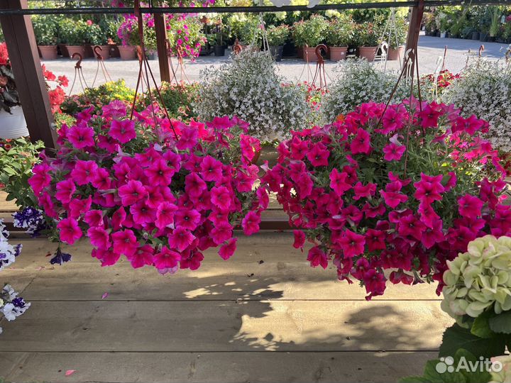 Ампельная петуния в кашпо