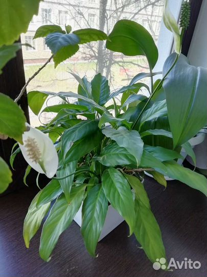 Спатифиллум