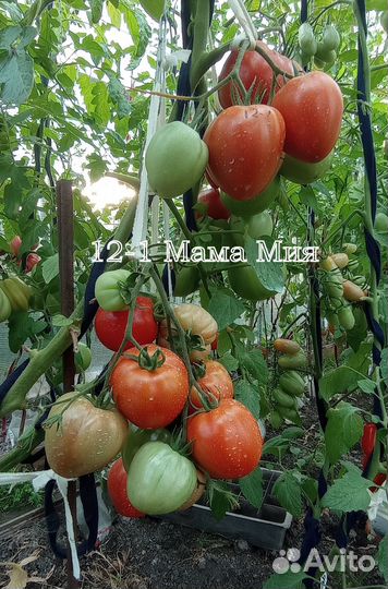 Томаты на еду.Семена коллекционных томатов