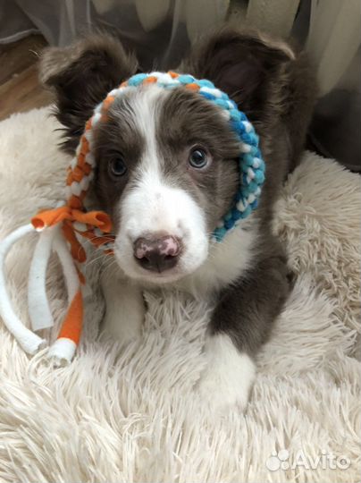 Игрушки из флиса для собак ручной работы