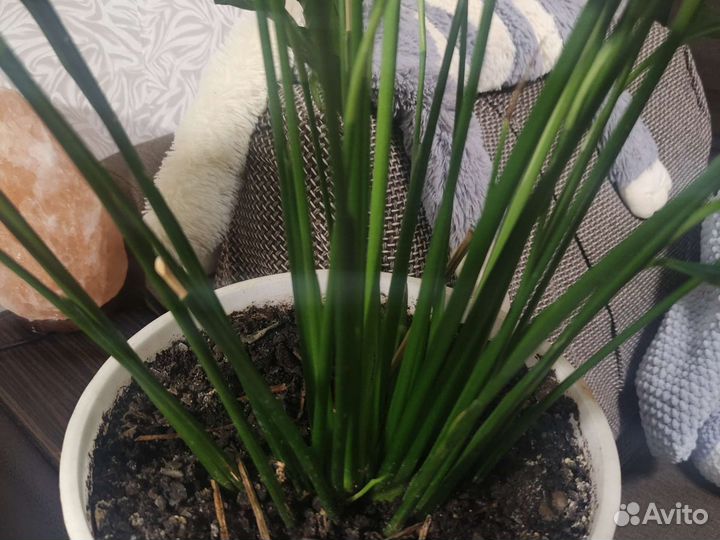 Спатифиллум