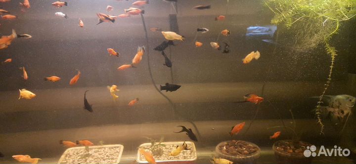 Аквариумные рыбки. Корма для рыбок