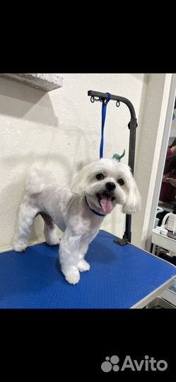 По уходу за животными