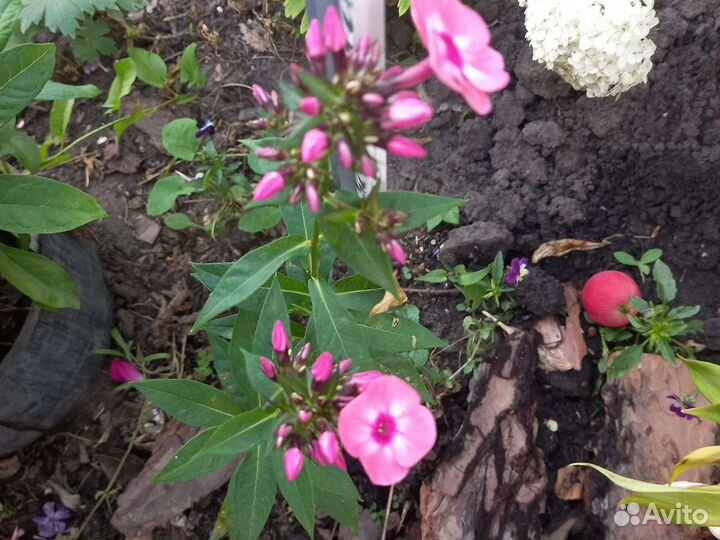 Флоксы многолетние