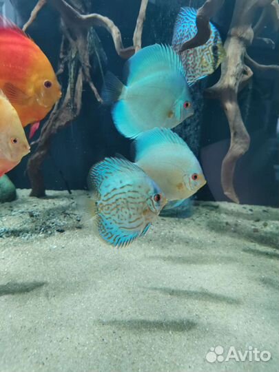 Дискусы леопарды, туркисы, пиджены