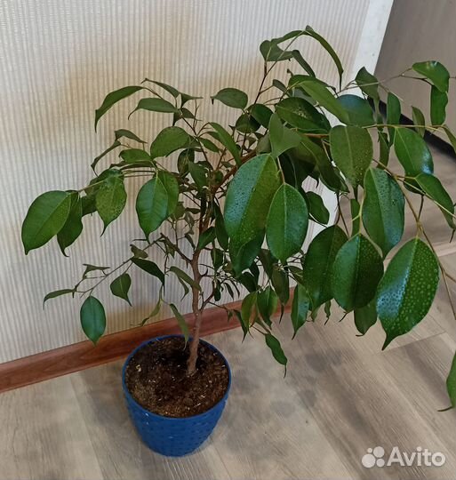 Фикус бенджамина