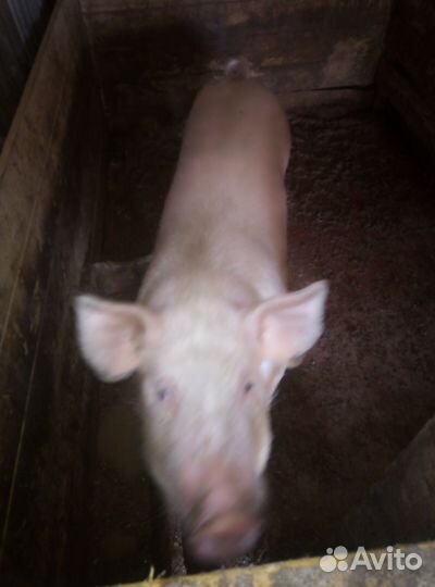 Боров на племя