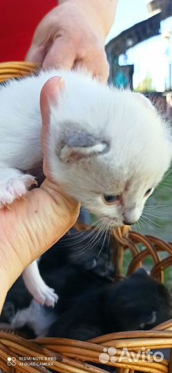 Отдам в надёжные руки хвостика-пушистика