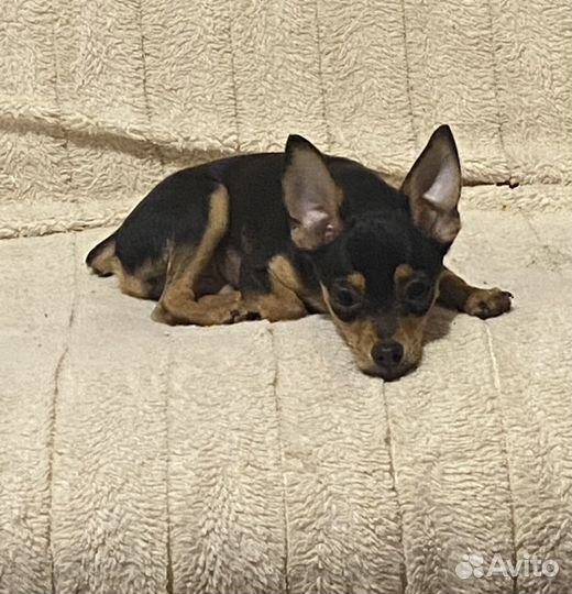 Вязка той-терьер