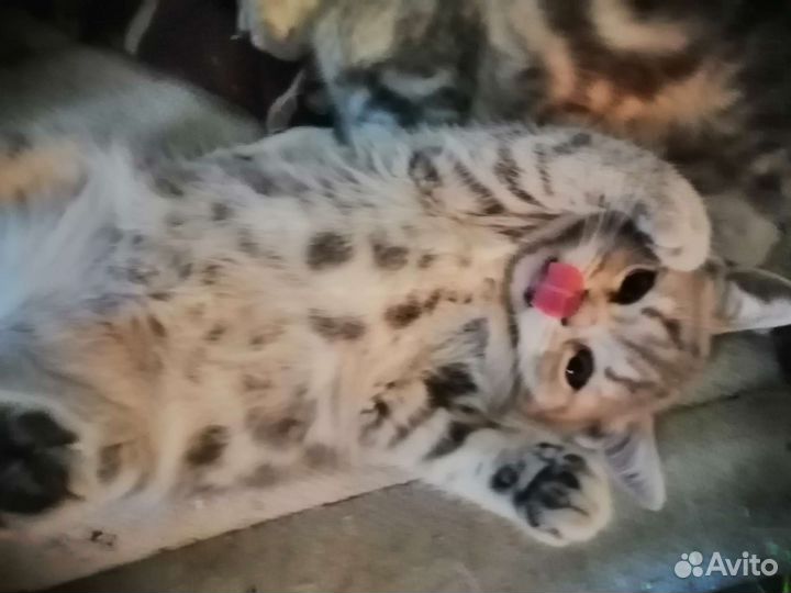 Британские котята короткошерстные