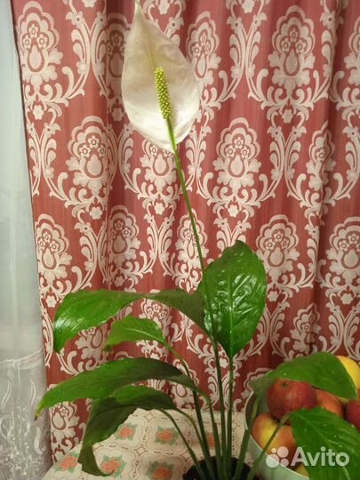 Спатифиллум